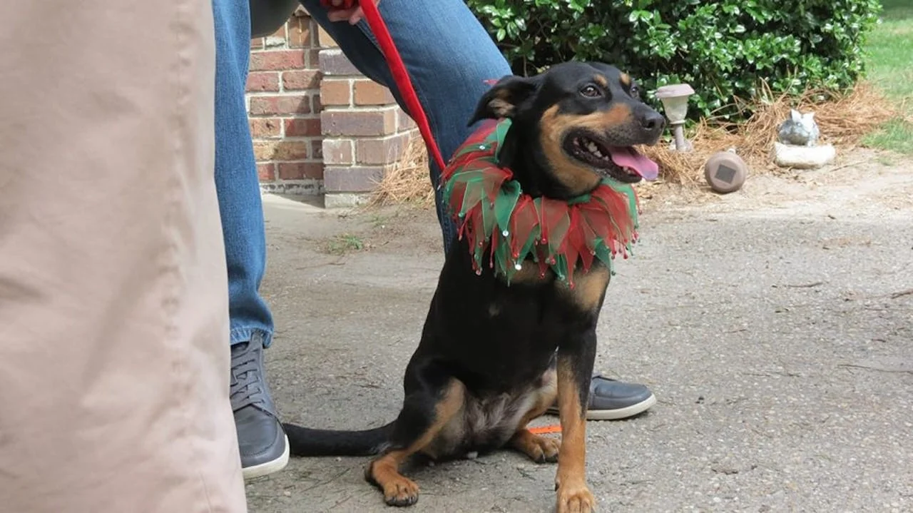 Affisch: 12 Dog Days Till Christmas (2014)