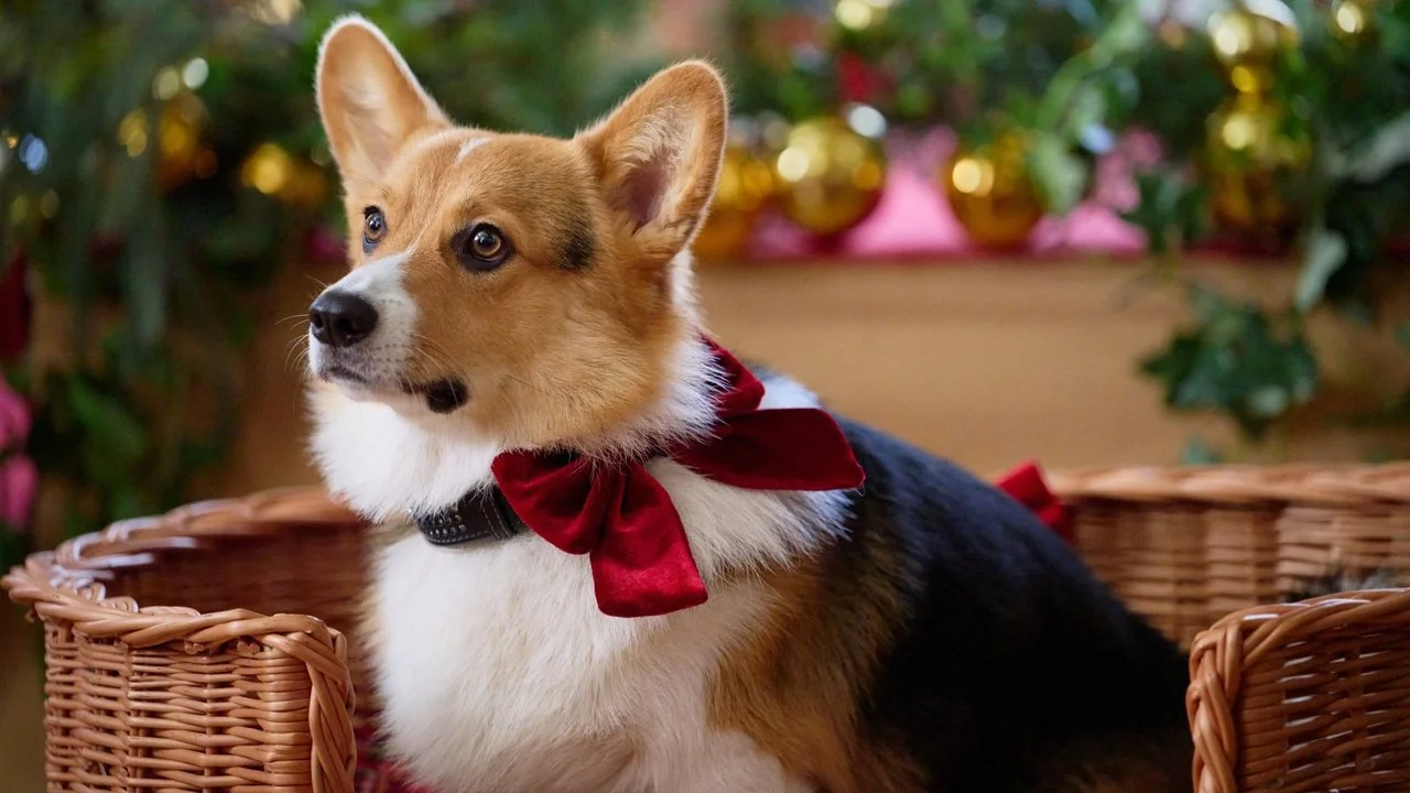 Stillbild ur A Royal Corgi Christmas