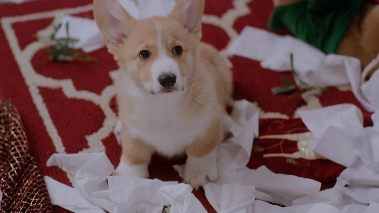 Stillbild ur A Very Corgi Christmas