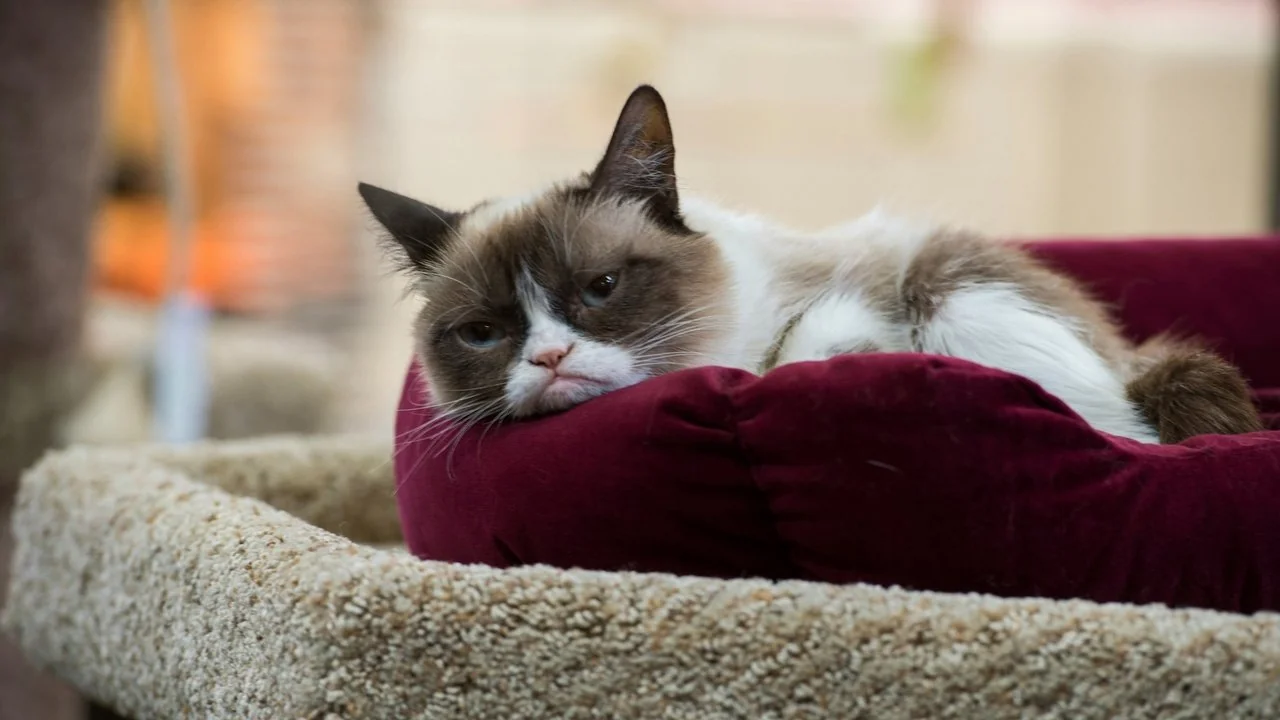 Stillbild ur Grumpy Cat's Worst Christmas Ever